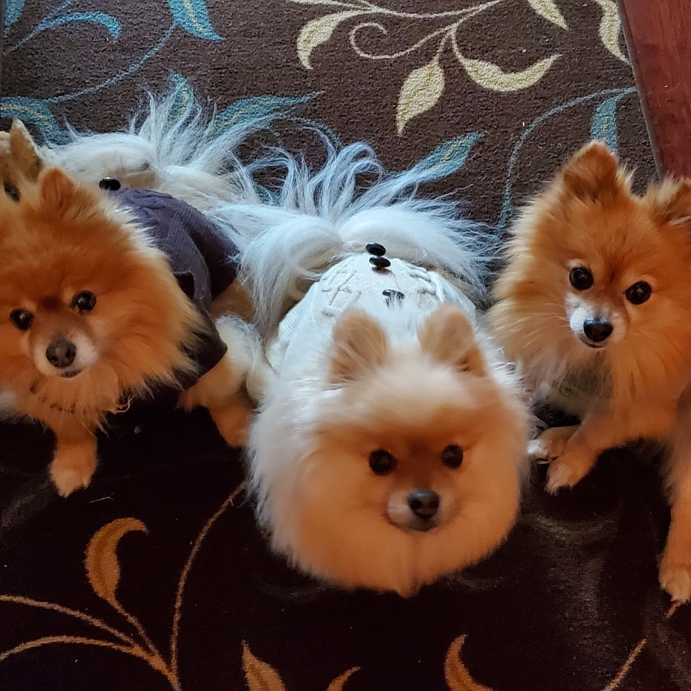 Meet your Posher, Amy